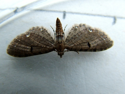 Wormwood Pug